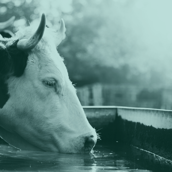 Hayvan Sulama Tankları